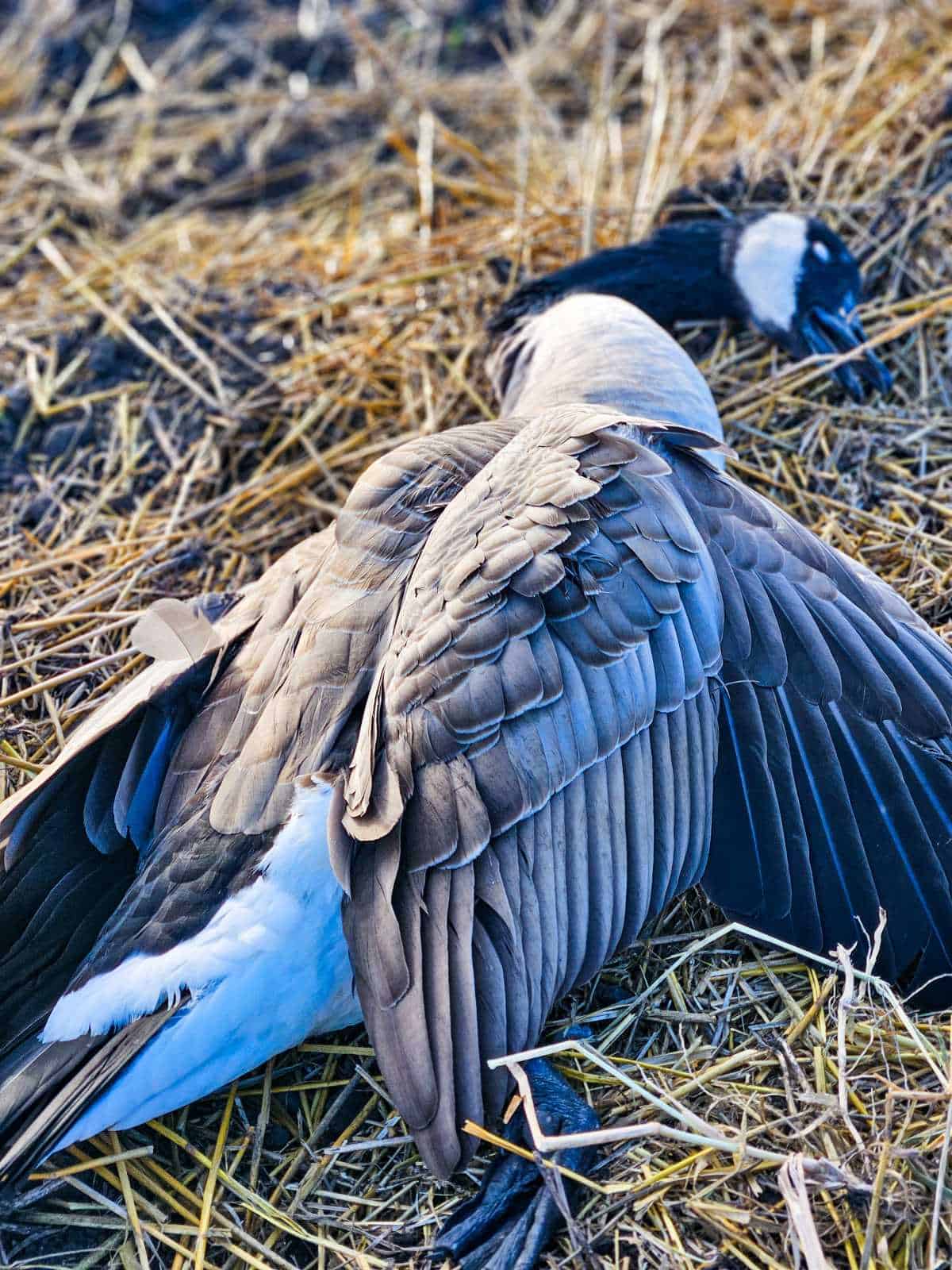 Canada Goose