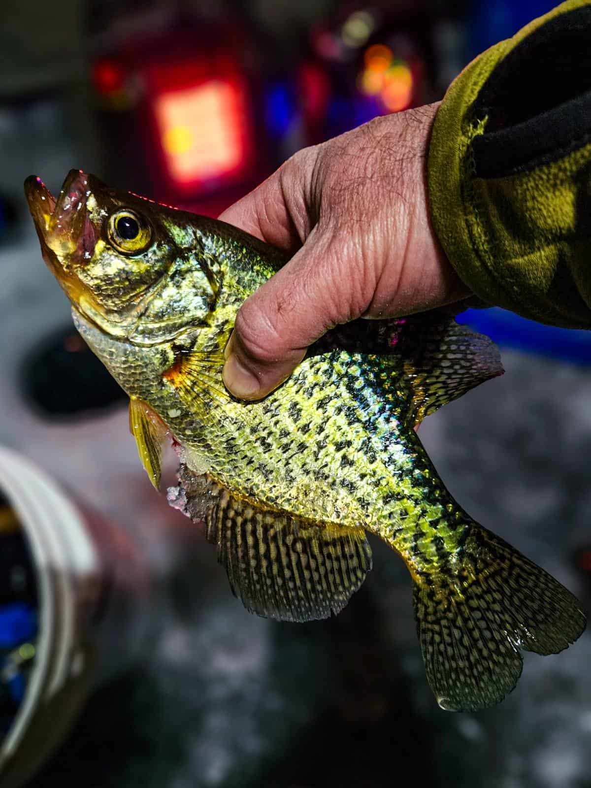 Crappie caught while ice fishing