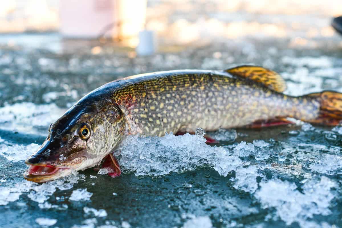 Northern Pike