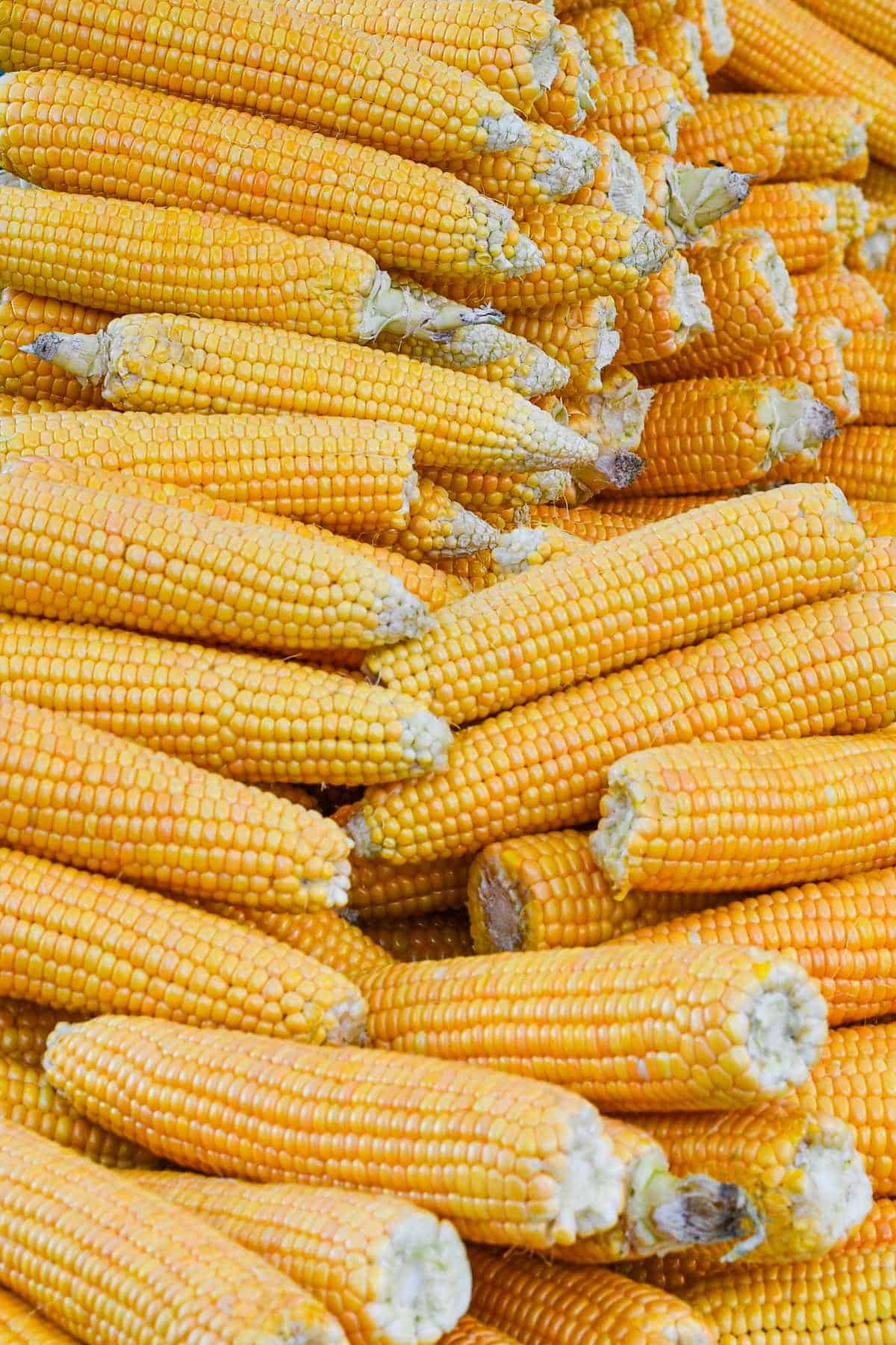 Sweet Corn