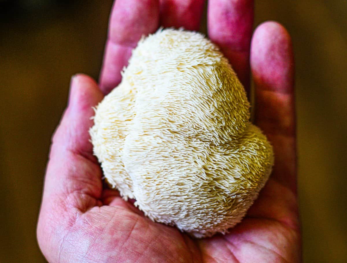 lion's mane mushroom recipe