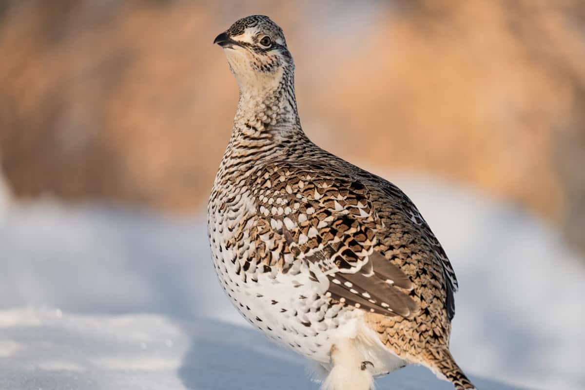 Grouse in Snow