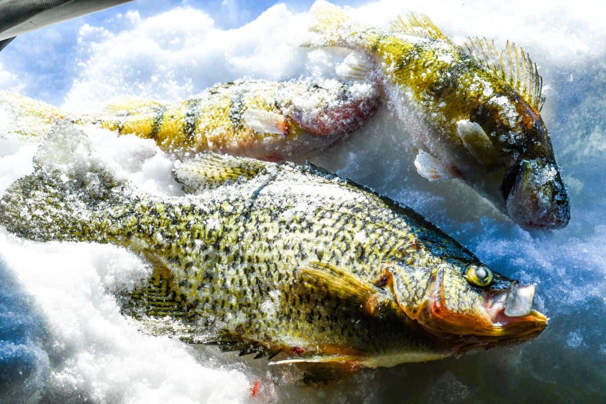 North Dakota Ice Fishing