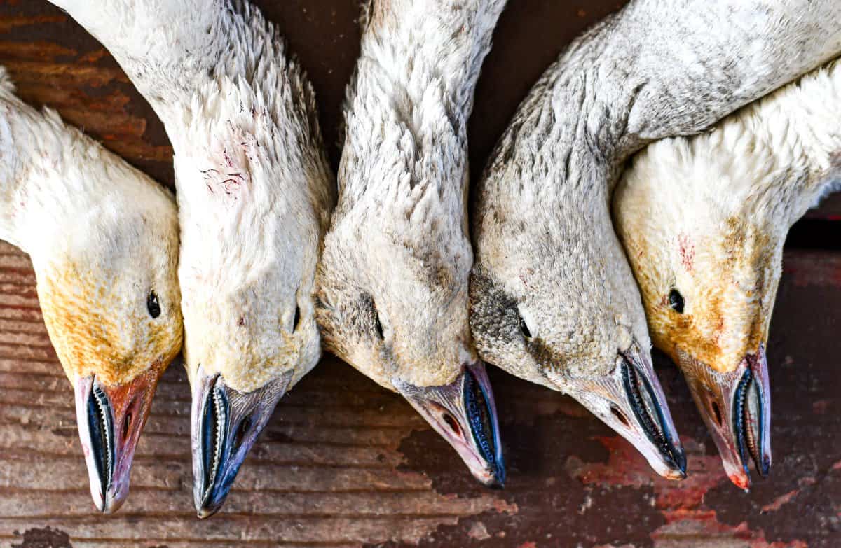 Snow Geese by Jeff Benda