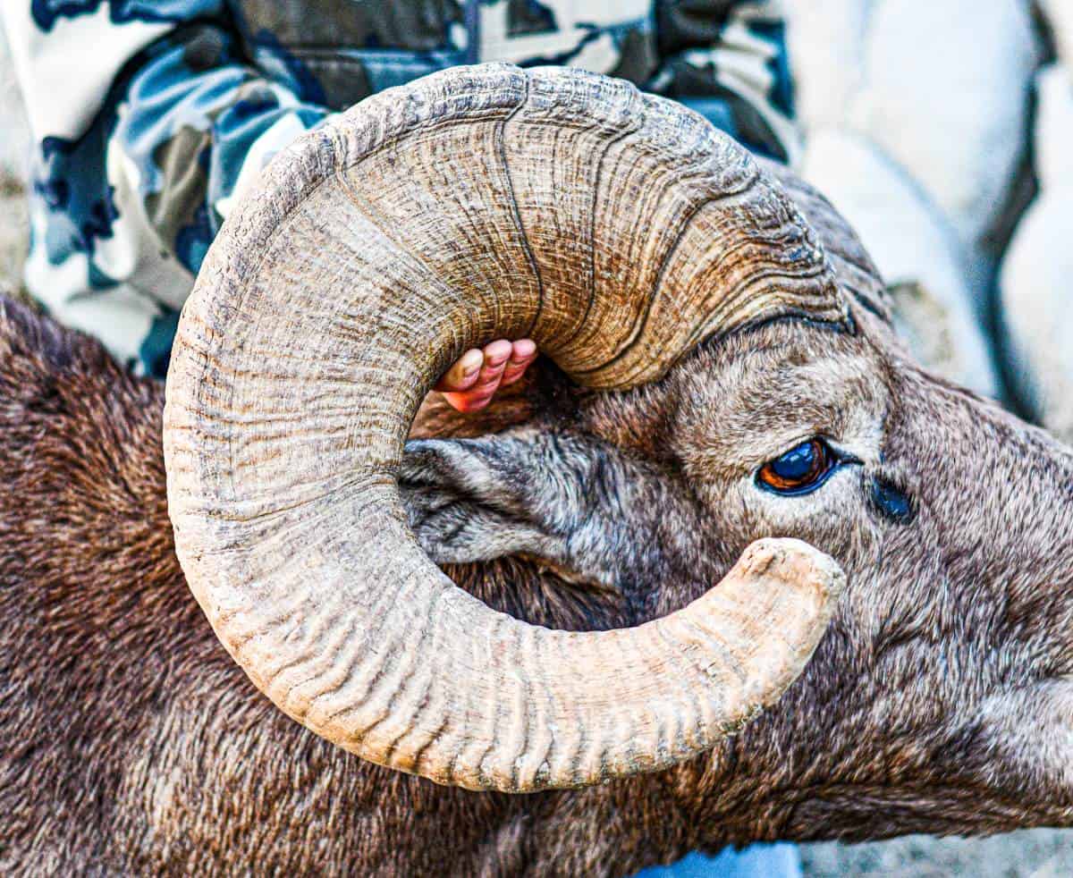 big horn sheep