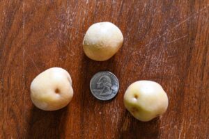 Baby Potatoes a little bigger than a quarter