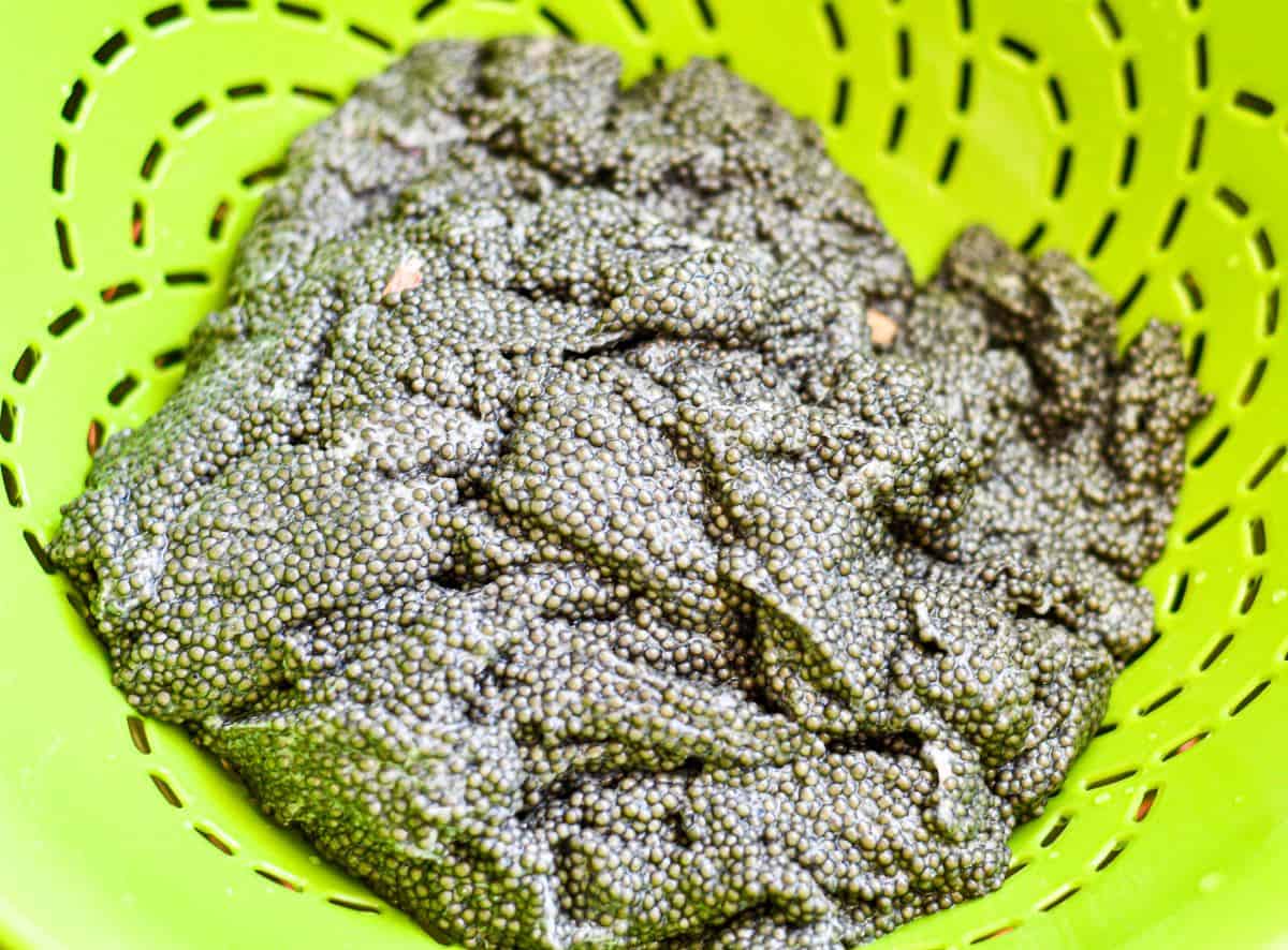 How to Make Caviar from paddlefish roe