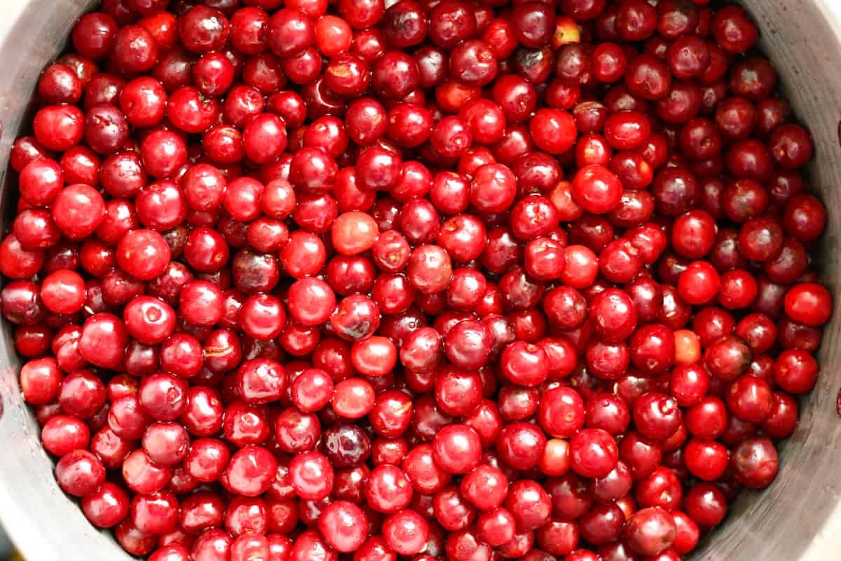 Fresh Picked Carmine Jewel Cherries