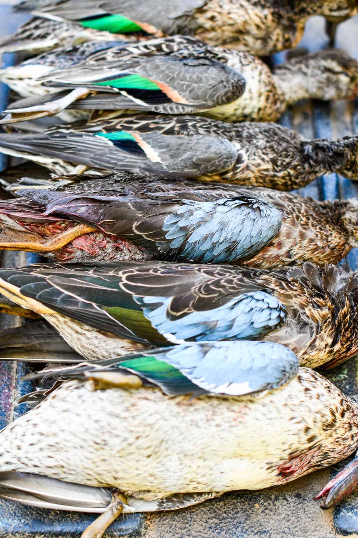 Teal Hunt