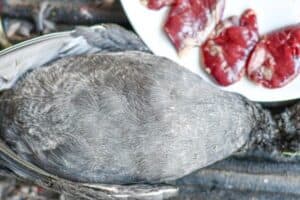 American Coot with Coot Breasts on plate