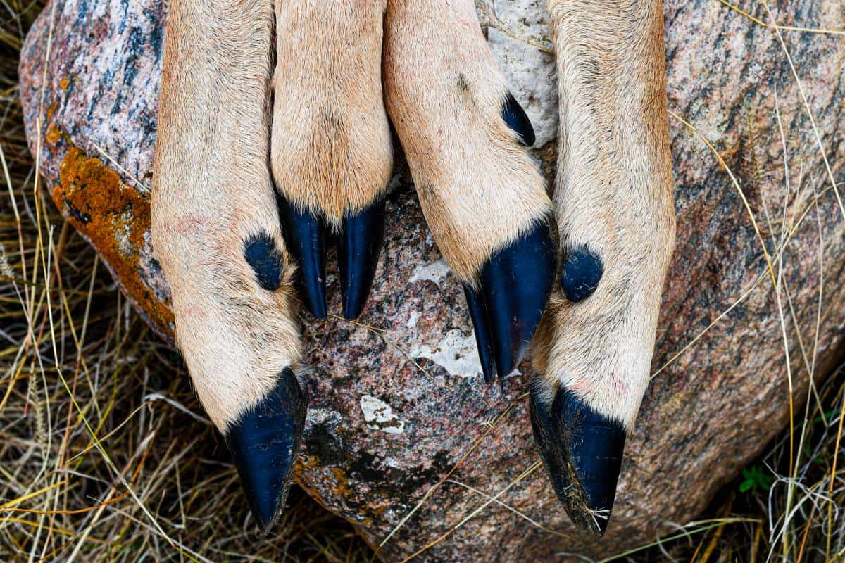 Deer Hoof