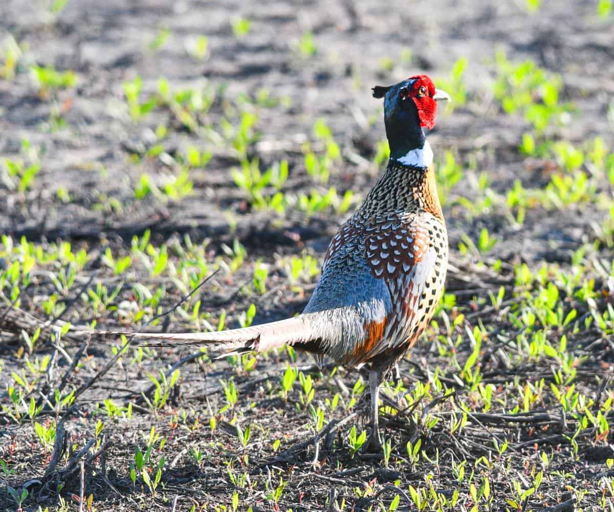 Rooster Pheasant