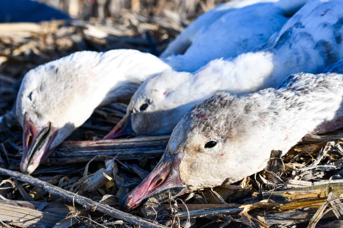 Snow Goose