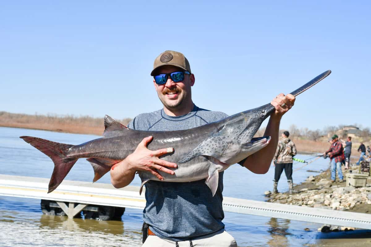 Paddlefish Caught in North Dakota