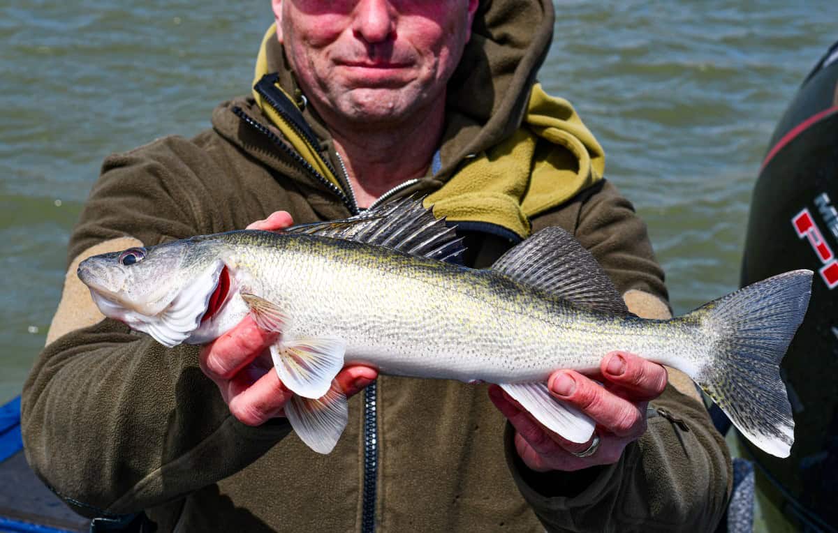 North Dakota Walleye