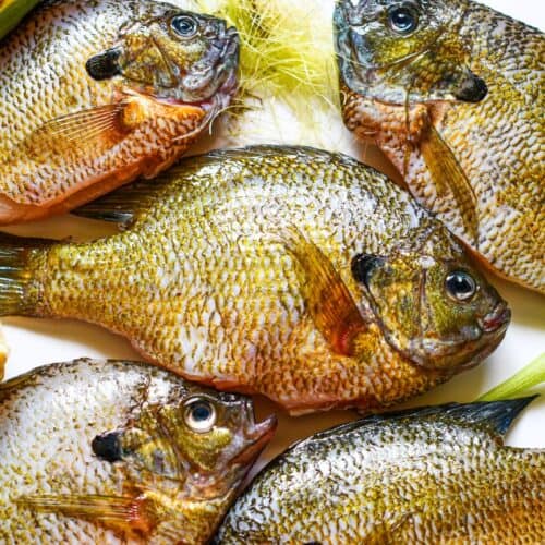 Fried Bluegill Recipe using bluegill (or sunfish) served with sweet corn