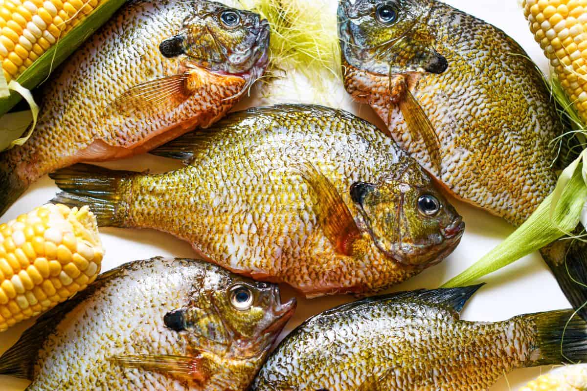 Quick and Easy Fried Bluegill Recipe