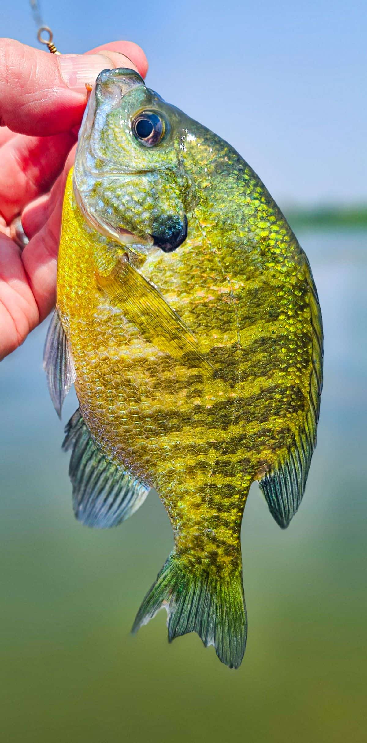 Bluegill Sunfish