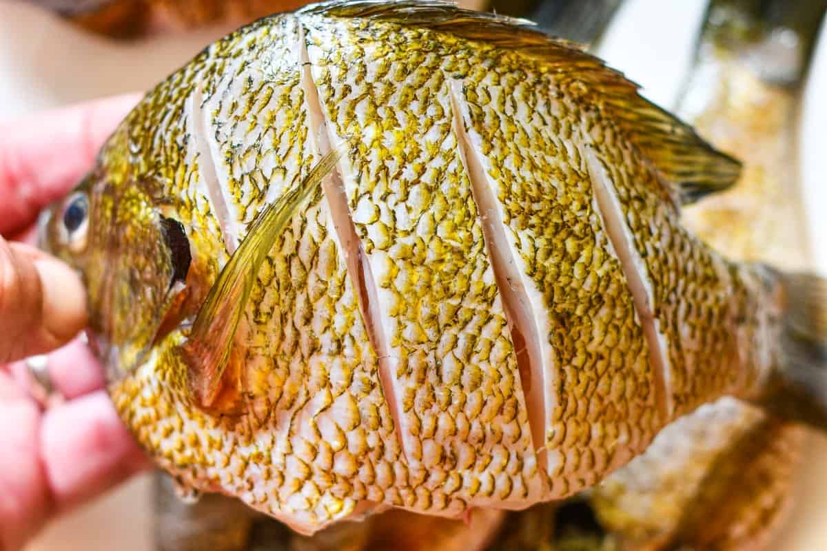 Bluegill skin scored with a sharp knife