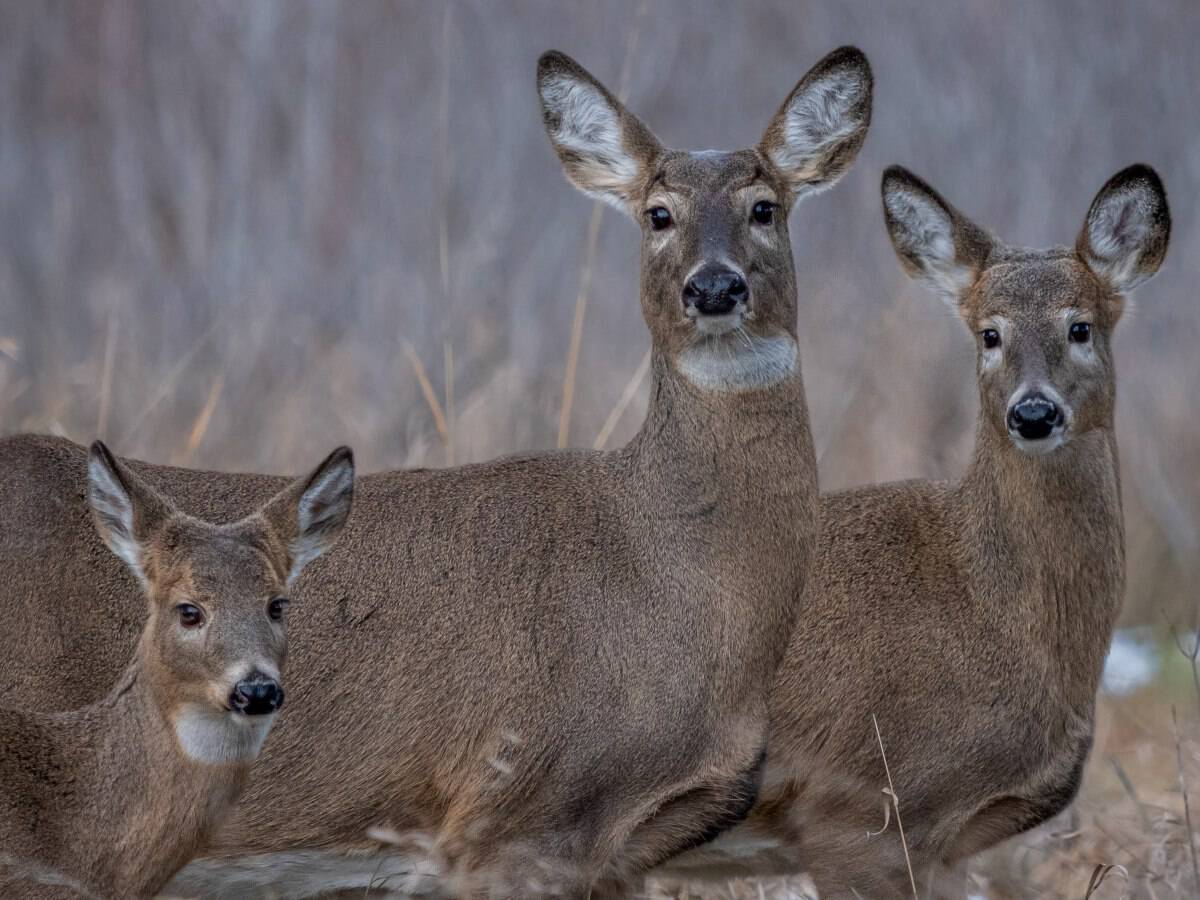 Mule Deer Does for Deer Bacon Recipe