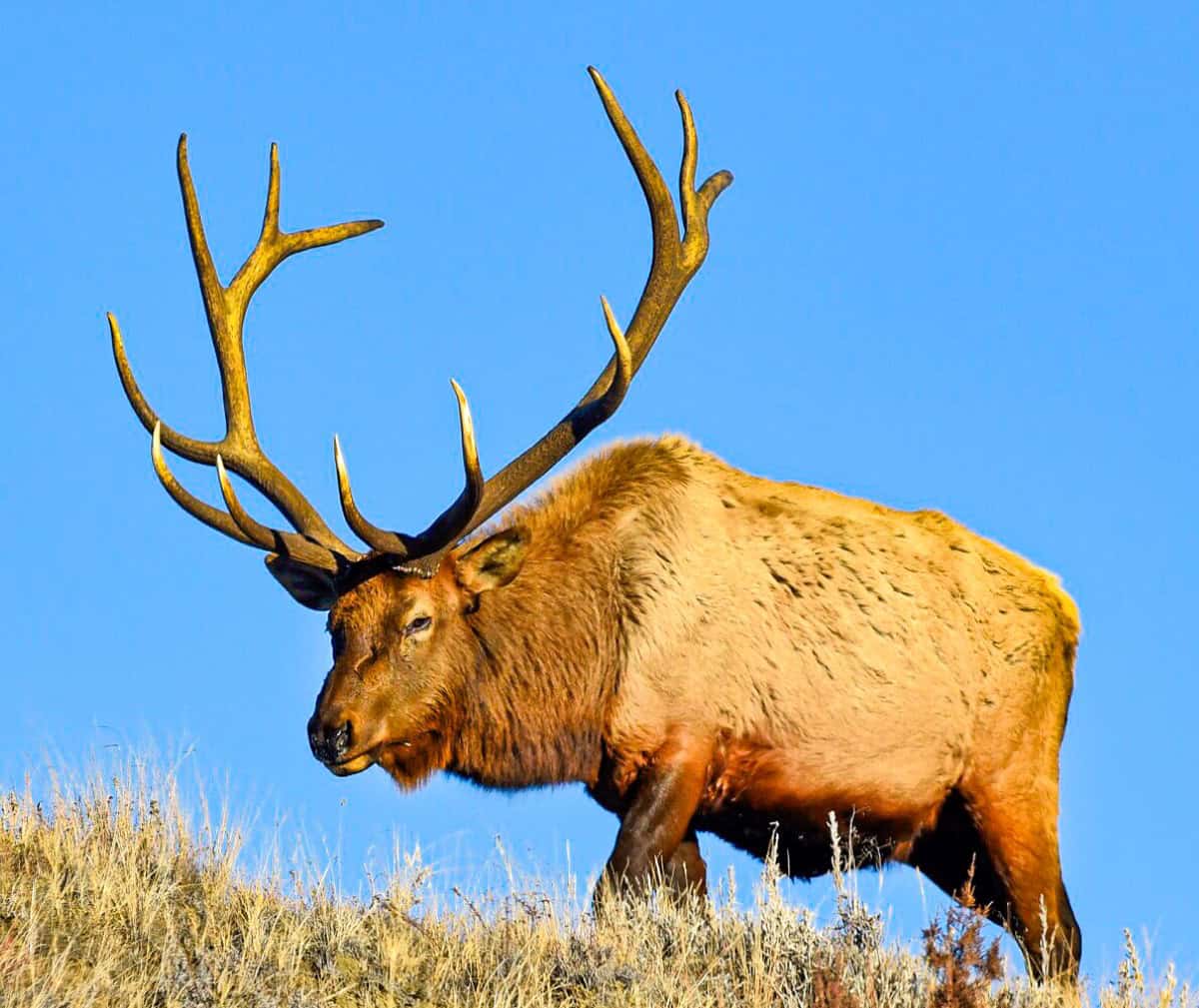 North Dakota Bull Elk