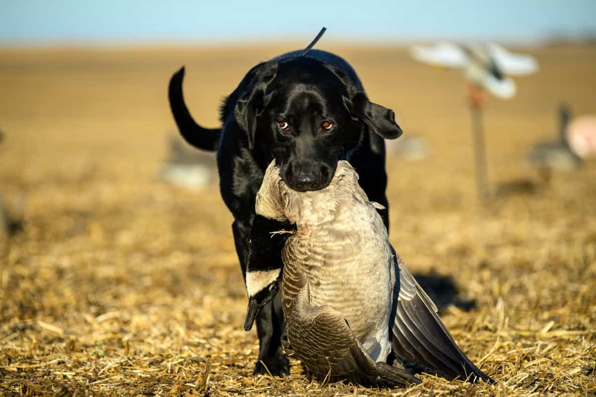 Black Lab with Canada Goose for Goose Recipe