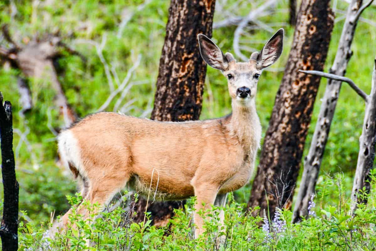 Deer for Venison Carpaccio