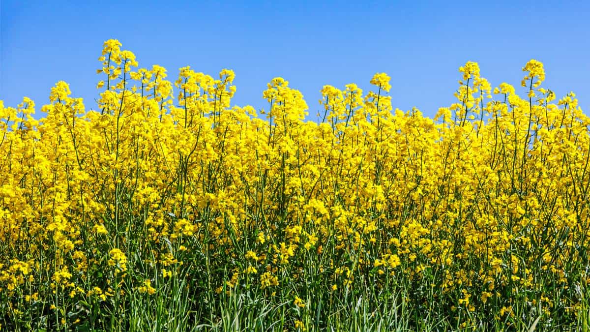 North Dakota Canola Field