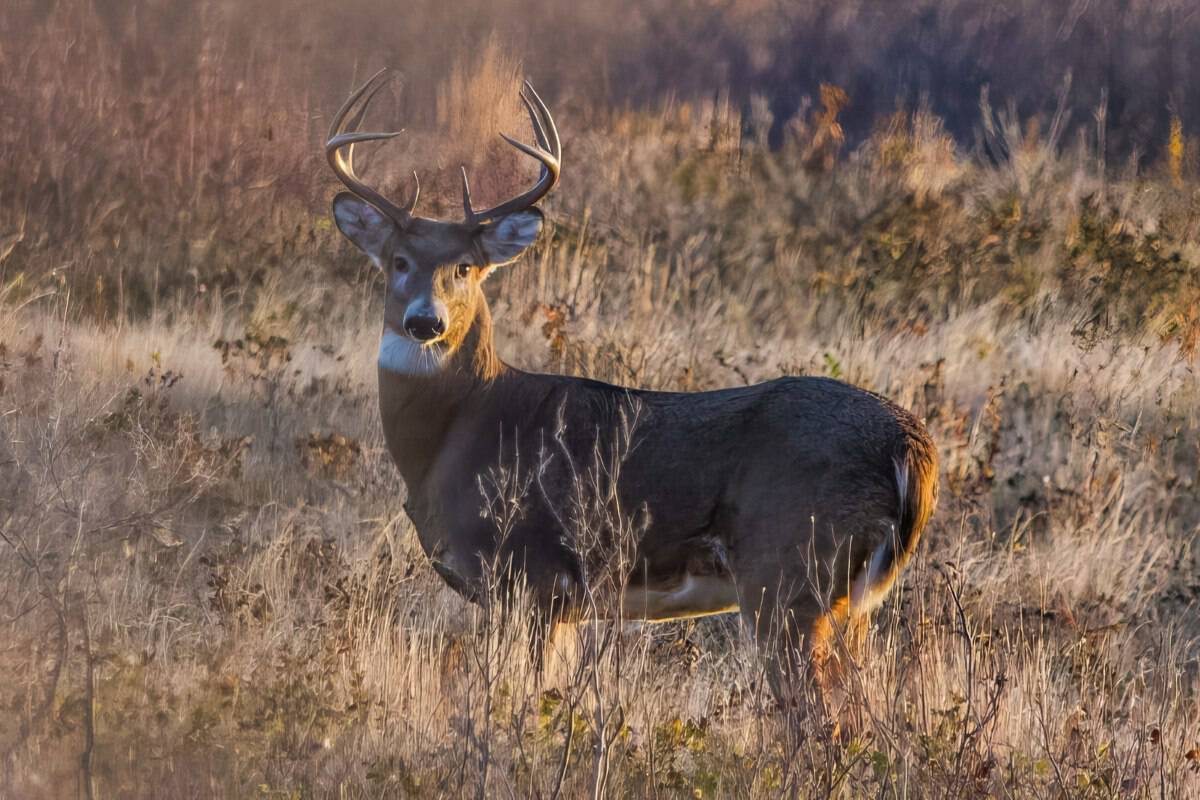 Whitetail Buck for Venison Recipes