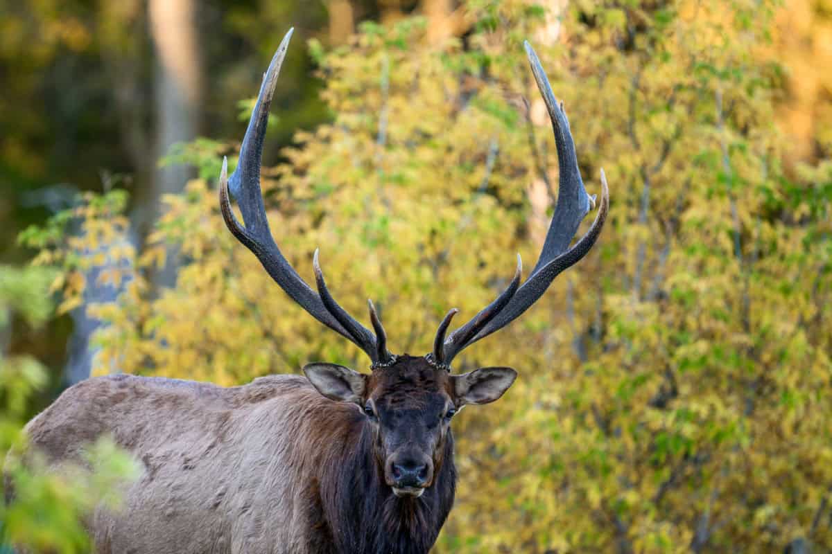 Elk