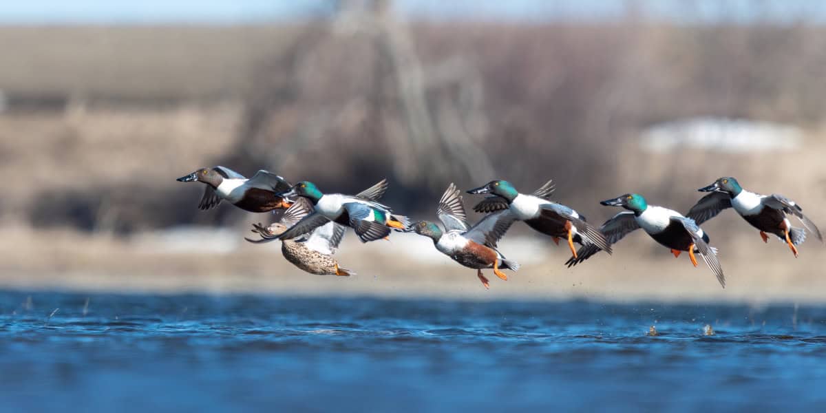 Shoveler Ducks flying over water in North Dakota