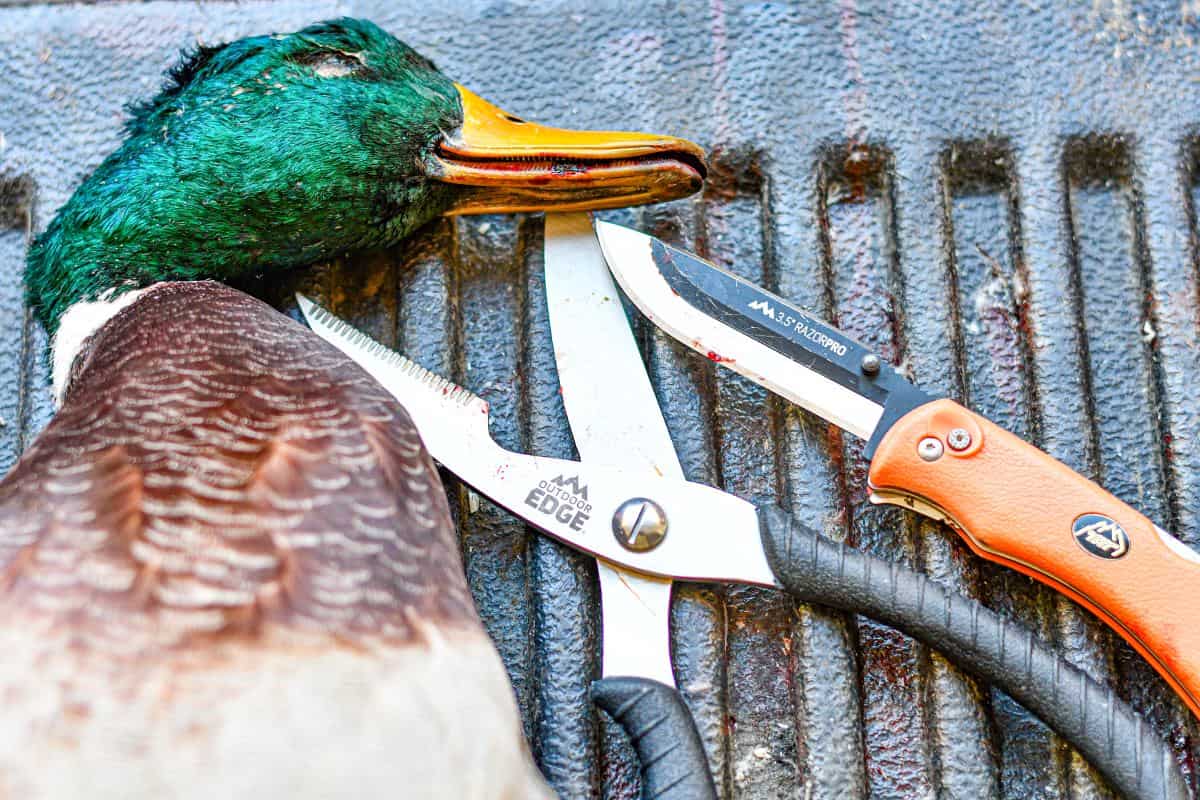 Mallard Duck