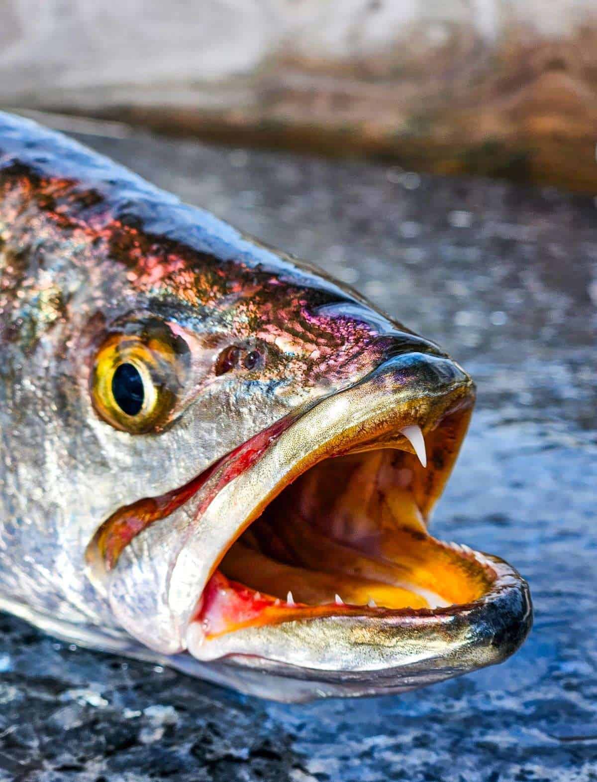 Ocean Trout