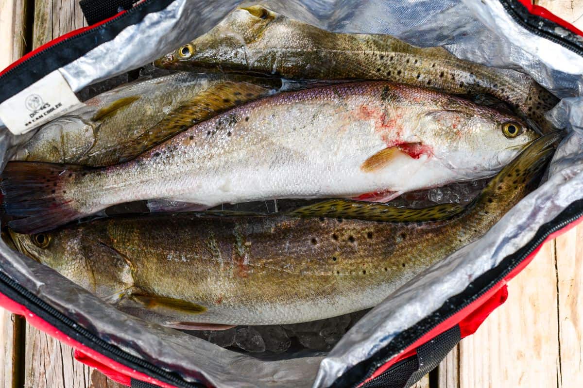 Speckled Trout caught in Texas