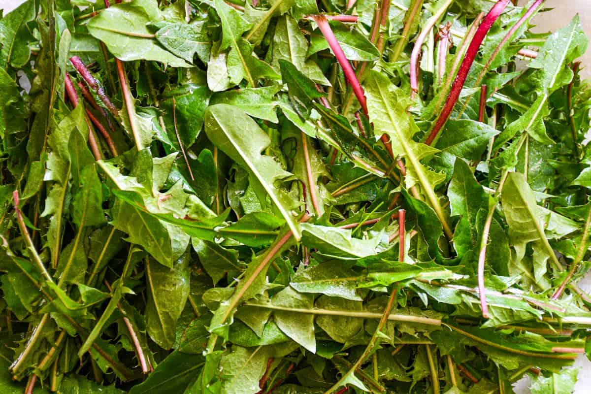 Fresh Dandelion Greens