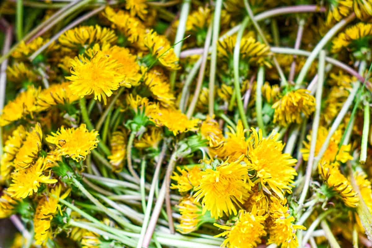 Dandelion Flowers for Dandelion Mayo Recipe