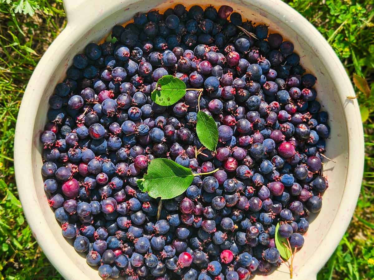 Juneberries Picked in North Dakota