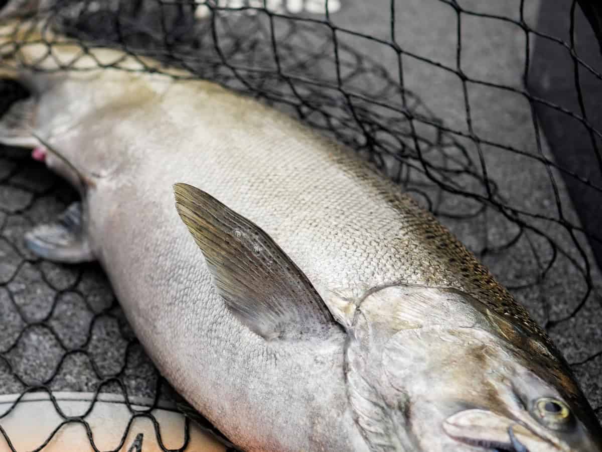 North Dakota Salmon in Net