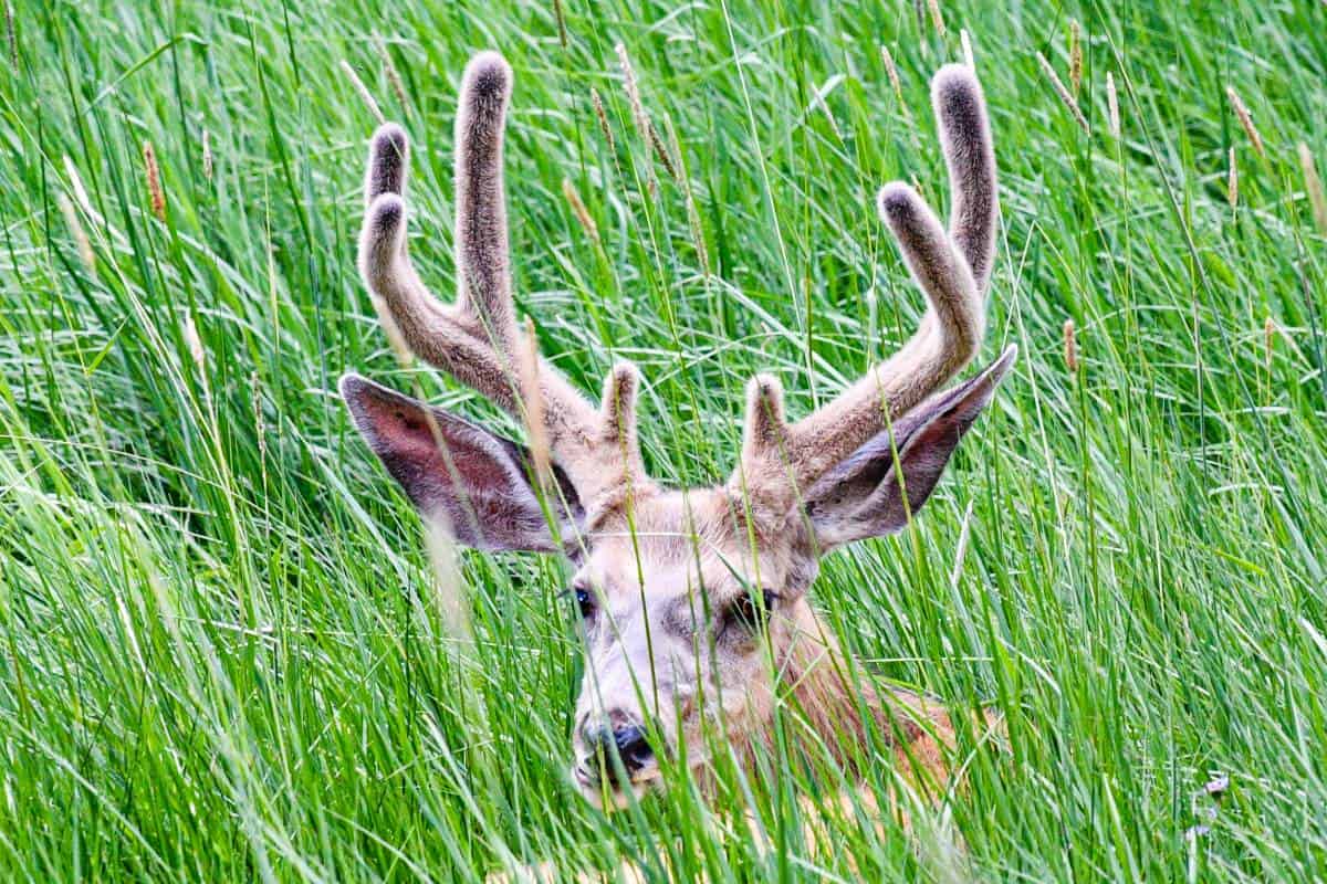 Velvet Buck by Jeff Benda