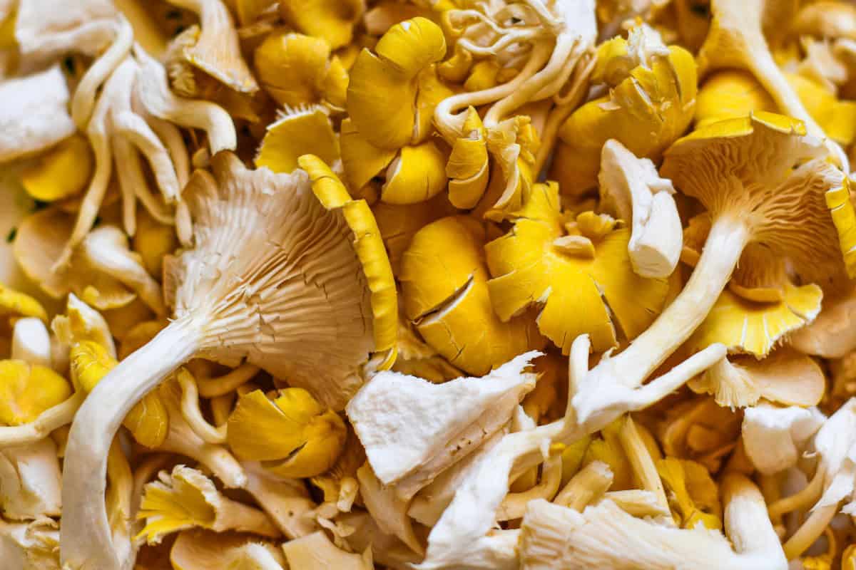 Yellow Oyster Mushrooms