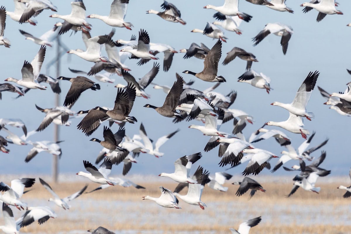 Flock of Snow Geese & Canada Geese
