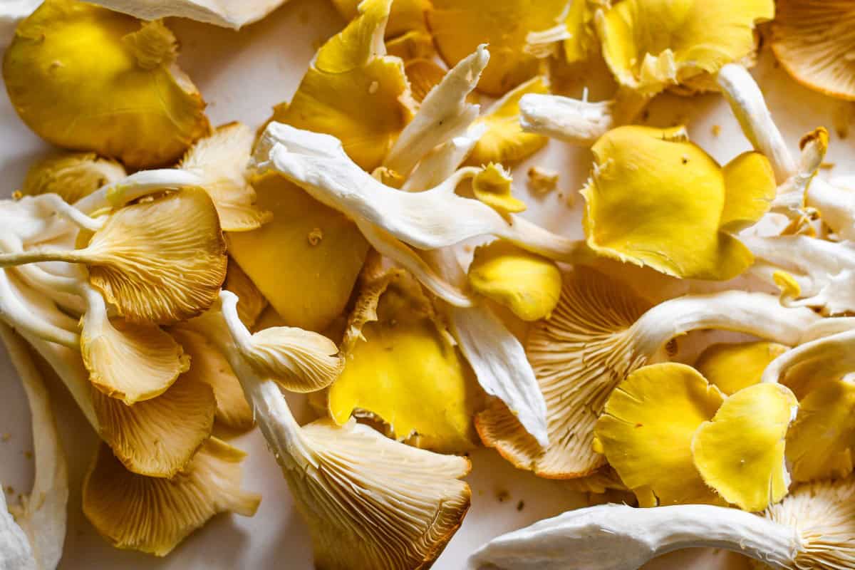 Yellow Oyster Mushrooms by Jeff Benda