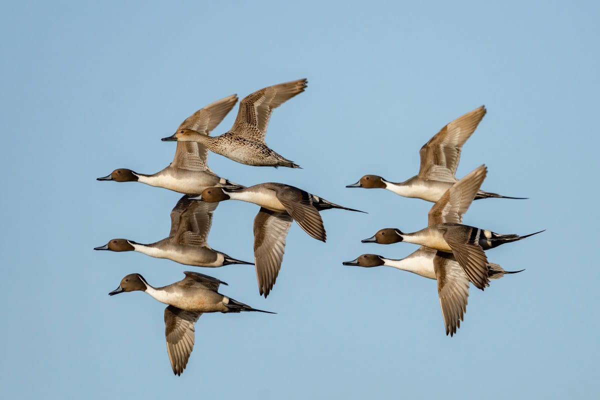 Flock of Pintails
