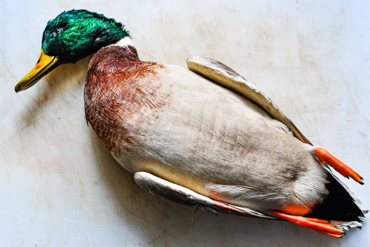 Mallard Drake from North Dakota Hunt