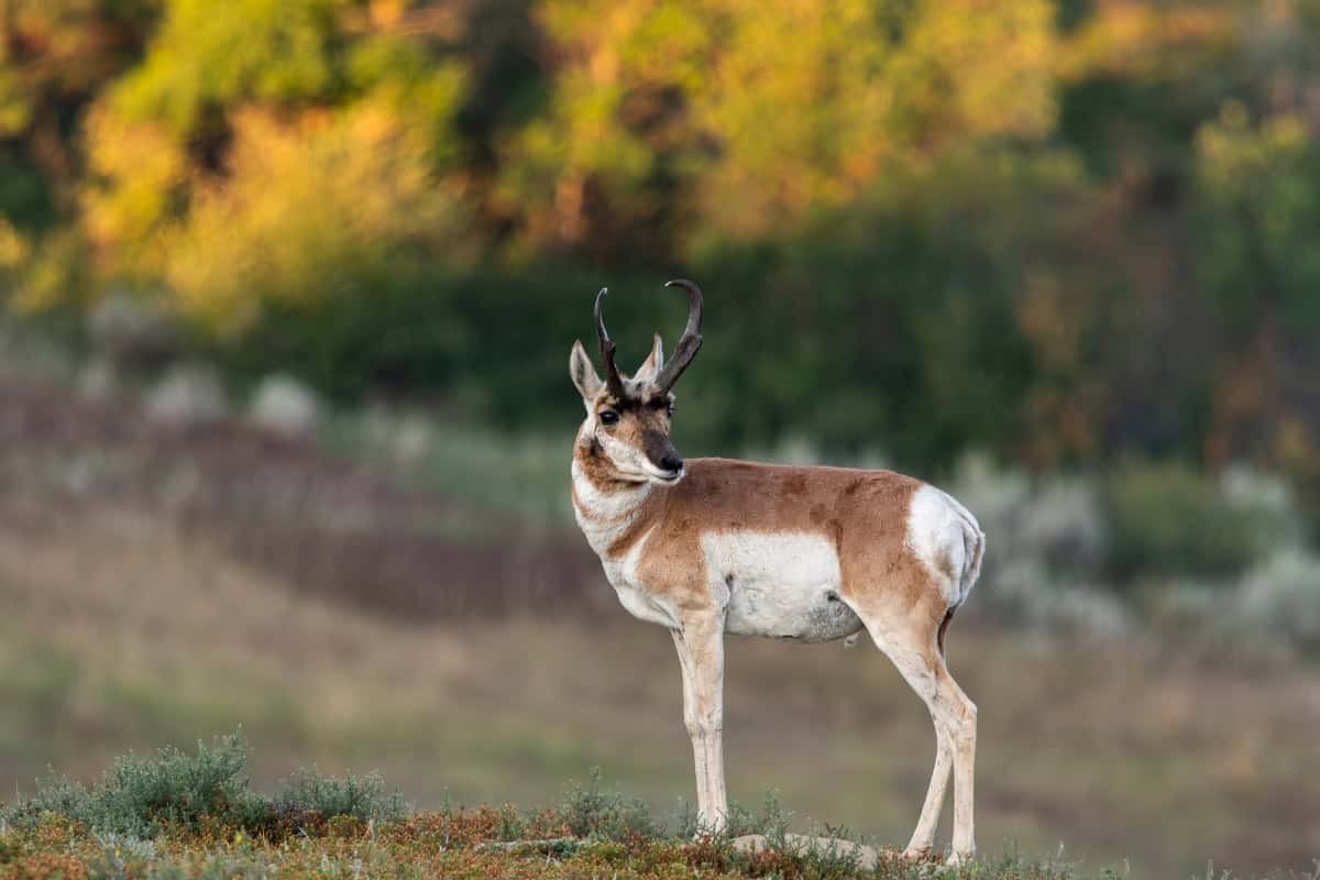 Pronghorn Antelope