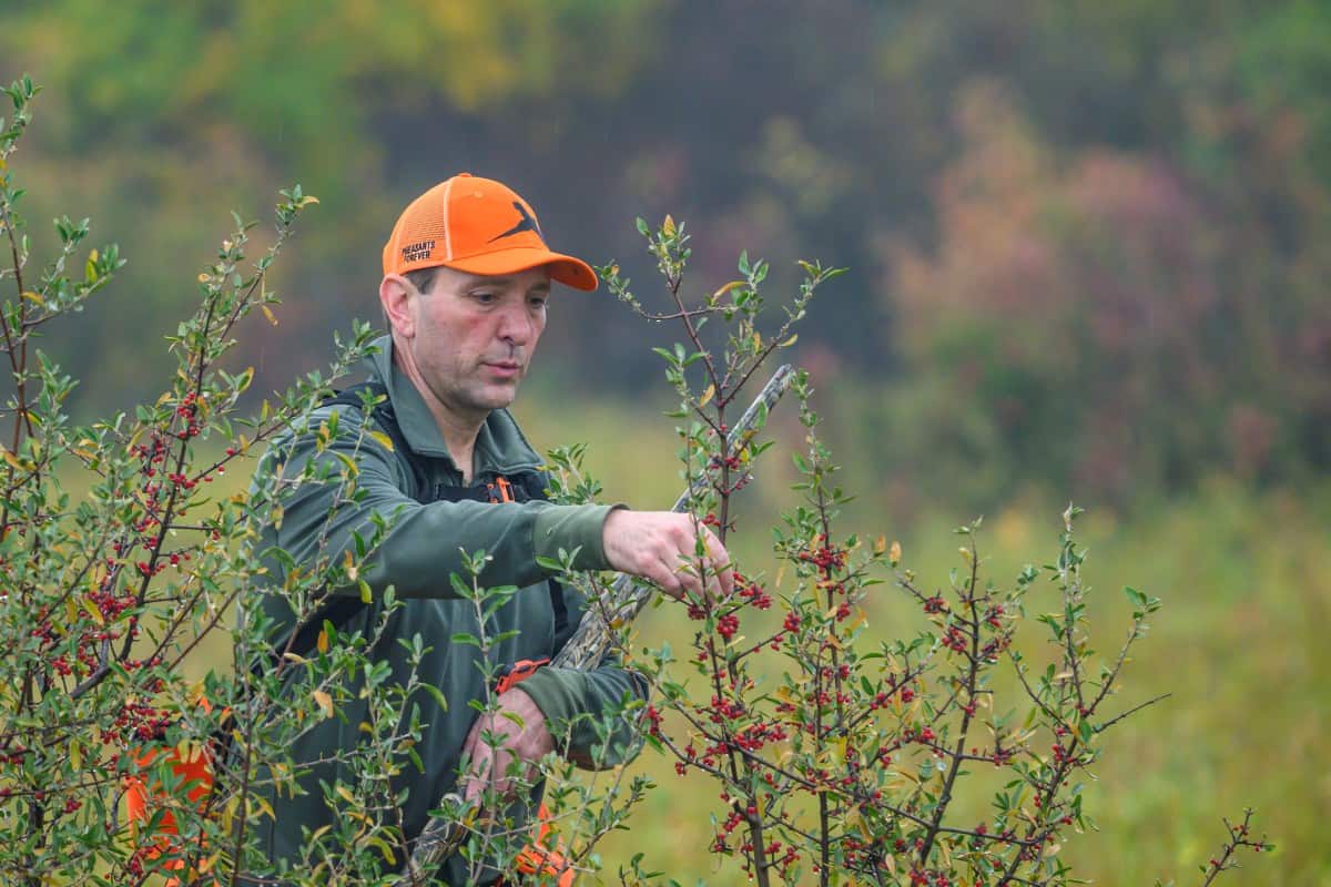 Jeff Benda picking and eating from a Silver Buffaloberry bush.