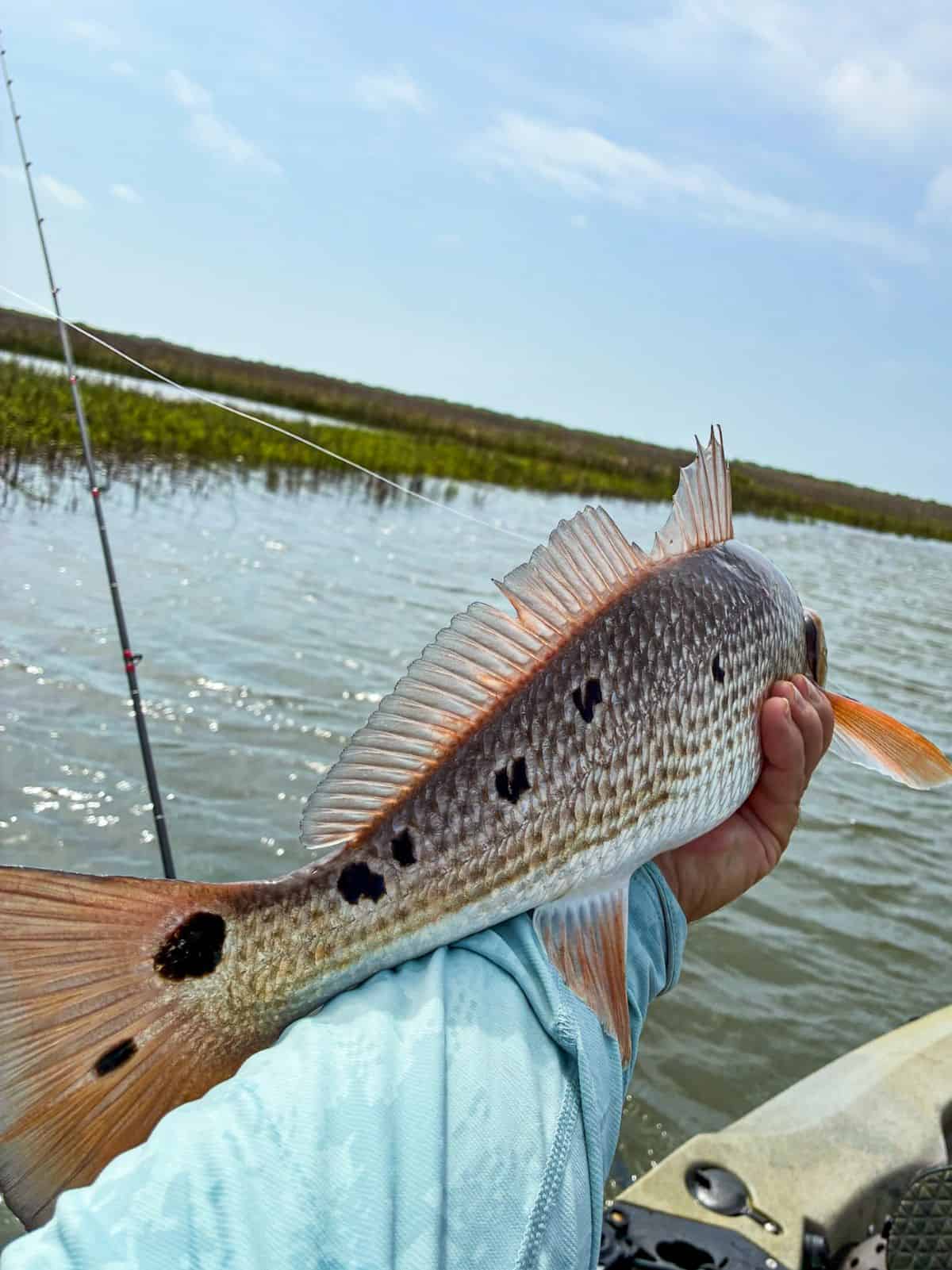 Texas Redfish on Kayak