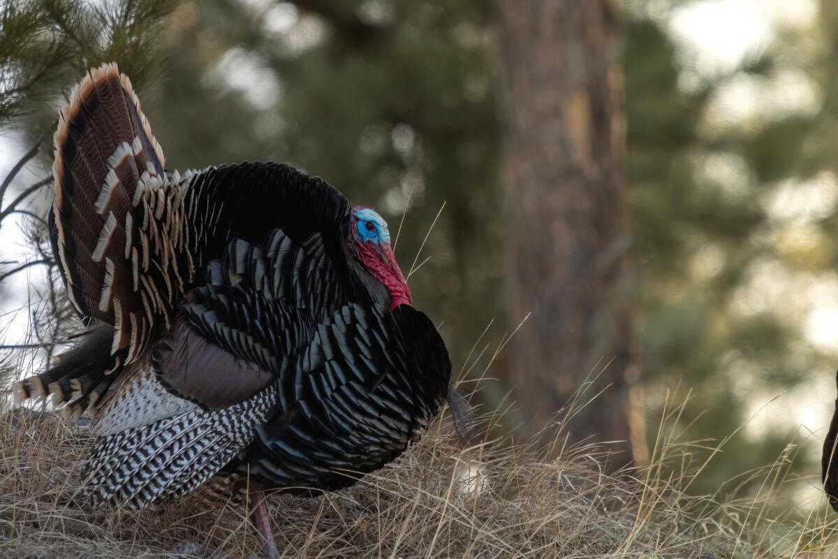 Wild Turkey Photo by Seth Owens