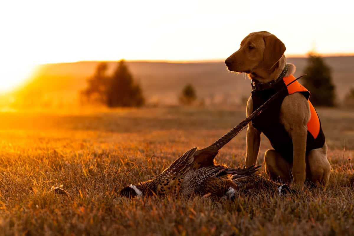 Dog and Pheasant at Sunset