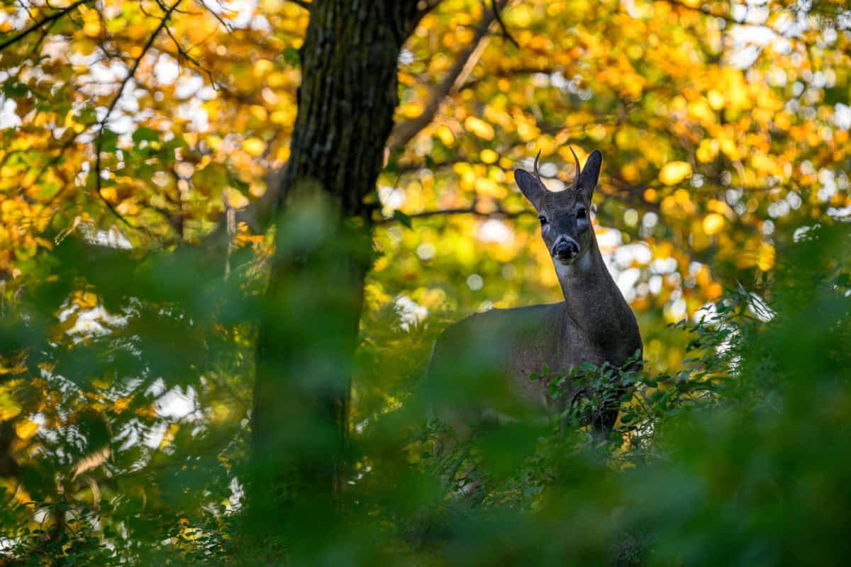Deer Photo for Naan Burger Taken by Seth Owens